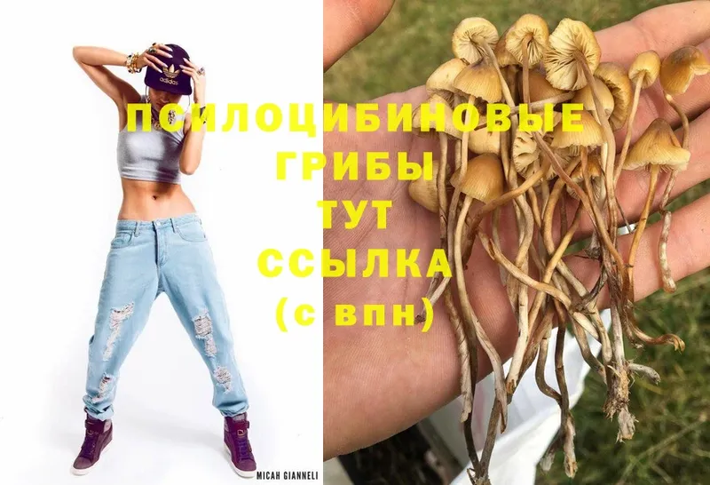 kraken ONION  Зеленодольск  Псилоцибиновые грибы Magic Shrooms 